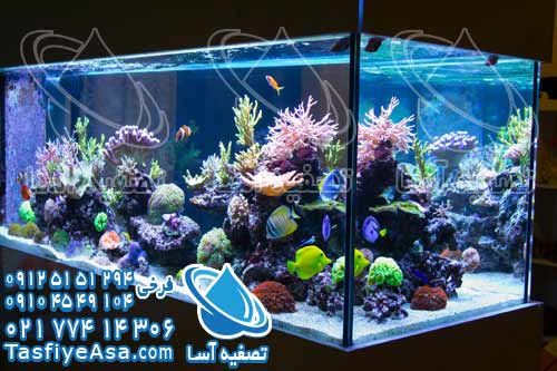 چگونه کلر آب را از بین ببریم برای ماهی